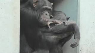 Chimpanzee (Aso Cuddly Dominion, Kumamoto, Japan) December 7, 2019