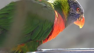 Rainbow Lorikeet (Fukuyama City Zoo, Hiroshima, Japan) February 25, 2019