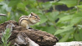 Siberian chipmunk (Civic Forest Squirrel house, Saitama, Japan) June 24, 2018