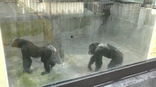 Chimpanzee (Tokushima Zoo, Tokushima, Japan) March 2, 2019