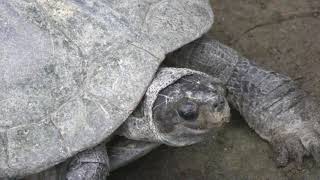 セイロンヤマガメ　Indian black turtle