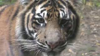 Sumatran tiger (Yokohama Zoological Gardens 