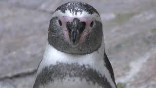 フンボルトペンギン (江戸川区自然動物園) 2017年10月14日