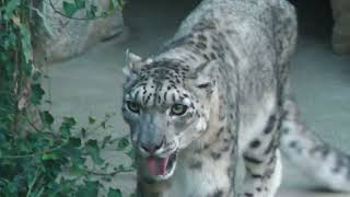 Snow leopard (Oji Zoo, Hyogo, Japan) August 11, 2023