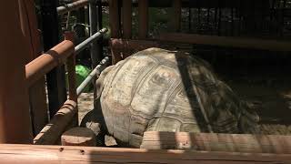 Galapagos giant tortoises (Ueno Zoological Gardens, Tokyo, Japan) August 23, 2018