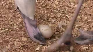 オオフラミンゴ の転卵 (加茂荘花鳥園) 2018年7月1日