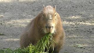 Capybara (Higashiyama Zoo and Botanical Gardens, Aichi, Japan) January 22, 2019