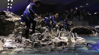 すみだ水族館のペンギンフィーディングタイムは大騒ぎ！ 2017年10月29日