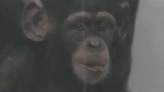 チンパンジーの『マリー』『スズミ』『ミライ』 (愛媛県立とべ動物園) 2018年3月25日