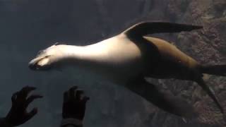 California sea lionSpotted Seal (Osaka Aquarium KAIYUKAN, Osaka, Japan) November 4, 2017