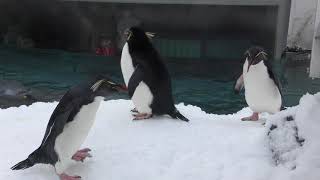 雪とイワトビペンギン (旭山動物園) 2018年2月11日
