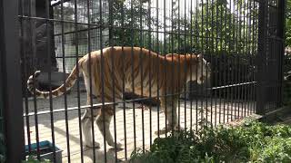 Bengal tiger (TOHOKU SAFARI PARK, Fukushima, Japan) August 4, 2019