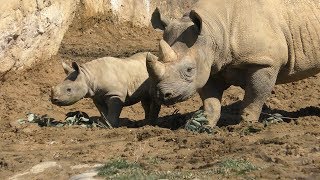 Baby Eastern black rhinoceros (YAGIYAMA ZOOLOGICAL PARK, Miyagi, Japan) April 13, 2019