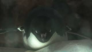 Adelie penguin (Port of Nagoya Public Aquarium, Aichi, Japan) July 23, 2021