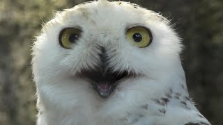 Snowy owl (Oji Zoo, Hyogo, Japan) August 4, 2020