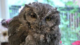 ニシアメリカオオコノハズク　Western screech owl
