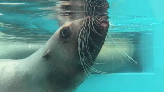 Nothern sea lion (TOBA AQUARIUM, Mie, Japan) December 25, 2020