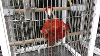 Scarlet Macaw (Takaoka Kojo Park Zoo, Toyama, Japan) August 16, 2019