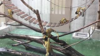 Black-capped Squirrel Monkey (Toyohashi Zoo and Botanical Park, Aichi, Japan) August 5, 2017