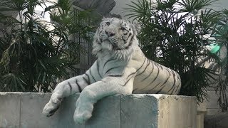 White tiger (NIFREL, Osaka, Japan) December 18, 2018