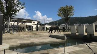 Asian elephant (Kyoto City Zoo, Kyoto, Japan) October 8, 2021