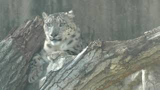 Snow leopard (Oji Zoo, Hyogo, Japan) September 15, 2019