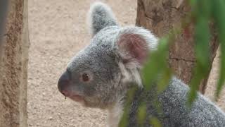 コアラ の『オウカ』と『ハナ』 (王子動物園) 2021年10月14日
