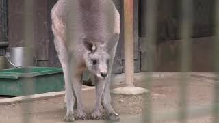 Eastern grey kangaroo (Fukuchiyama City Zoo, Kyoto, Japan) November 24, 2019