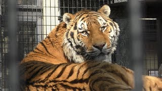 Siberian tiger (Kyoto City Zoo, Kyoto, Japan) January 26, 2019