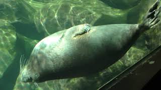 Baikal seal (Hakone-en Aquarium, Kanagawa, Japan) October 28, 2018