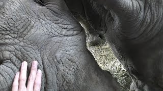 Square-lipped rhinoceros touch (Nasu SafariPark, Tochigi, Japan) December 7, 2018