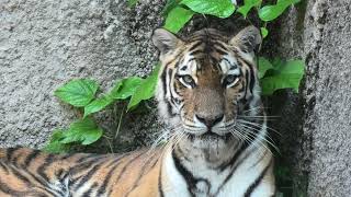 Siberian tiger (Toyohashi Zoo and Botanical Park, Aichi, Japan) January 1, 1970