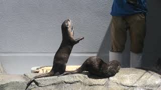 Asian short-clawed otter Feeding time (Shikoku Aquarium, Kagawa, Japan) August 4, 2021