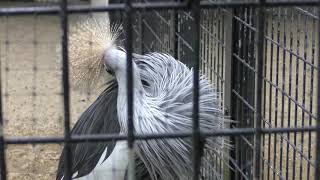 ホオジロカンムリヅル (福岡市動物園) 2019年4月23日