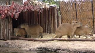 Baby Capybara (Tokiwa Zoo, Yamaguchi, Japan) May 19, 2018