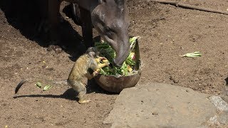 Brazilian tapir & Squirrel Monkey (Izu Shaboten Zoo, Shizuoka, Japan) April 22, 2018