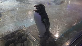 イワトビペンギン (長崎ペンギン水族館) 2017年12月24日