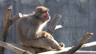 Japanese macaque (Okazaki City Higashi Park and Zoo, Aichi, Japan) January 23, 2019