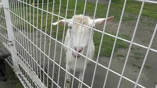 Sheep & Goat (Kushiro City Zoo, Hokkaido, Japan) July 4, 2019