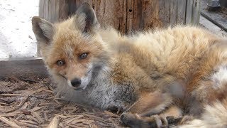 Ezo red fox (Asahiyama Zoo, Hokkaido, Japan) June 20, 2019