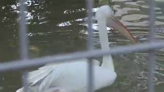 White Pelican (TENNOJI ZOO, Osaka, Japan) November 3, 2017