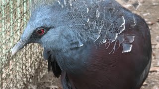 Victoria crowned-pigeon (TOBU ZOO, Saitama, Japan) September 18, 2020