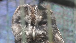 猛禽舎 (松本市アルプス公園 小鳥と小動物の森) 2019年4月4日