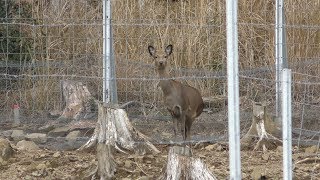 裏山のニホンジカとヤギ (大内山動物園) 2018年1月3日