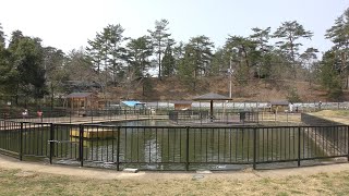 Waterfowl pond (Fukuchiyama City Zoo, Kyoto, Japan) March 29, 2019
