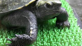 Japanese pond turtle