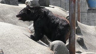 Large Asian black bear (Kuma Kuma Garden, Akita, Japan) August 6, 2019