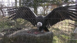 Andean condor (Iida City Zoo, Nagano, Japan) January 19, 2019