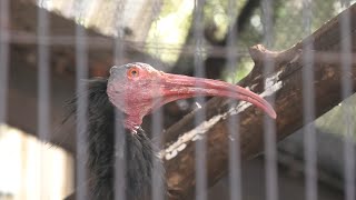 Hermit ibis & Hammerhead (Ueno Zoological Gardens, Tokyo, Japan) September 11, 2020