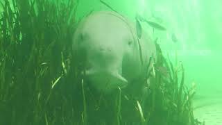 ジュゴン の『セレナ』 (鳥羽水族館) 2022年7月17日